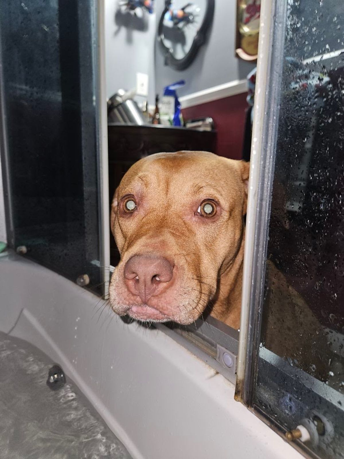 Mila — available for adoption